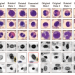 분포 이동 데이터 증강을 겨냥한 SGN, 소스 학습 1회로 타깃 도메인 적응을 모색 논문의 Figure 2