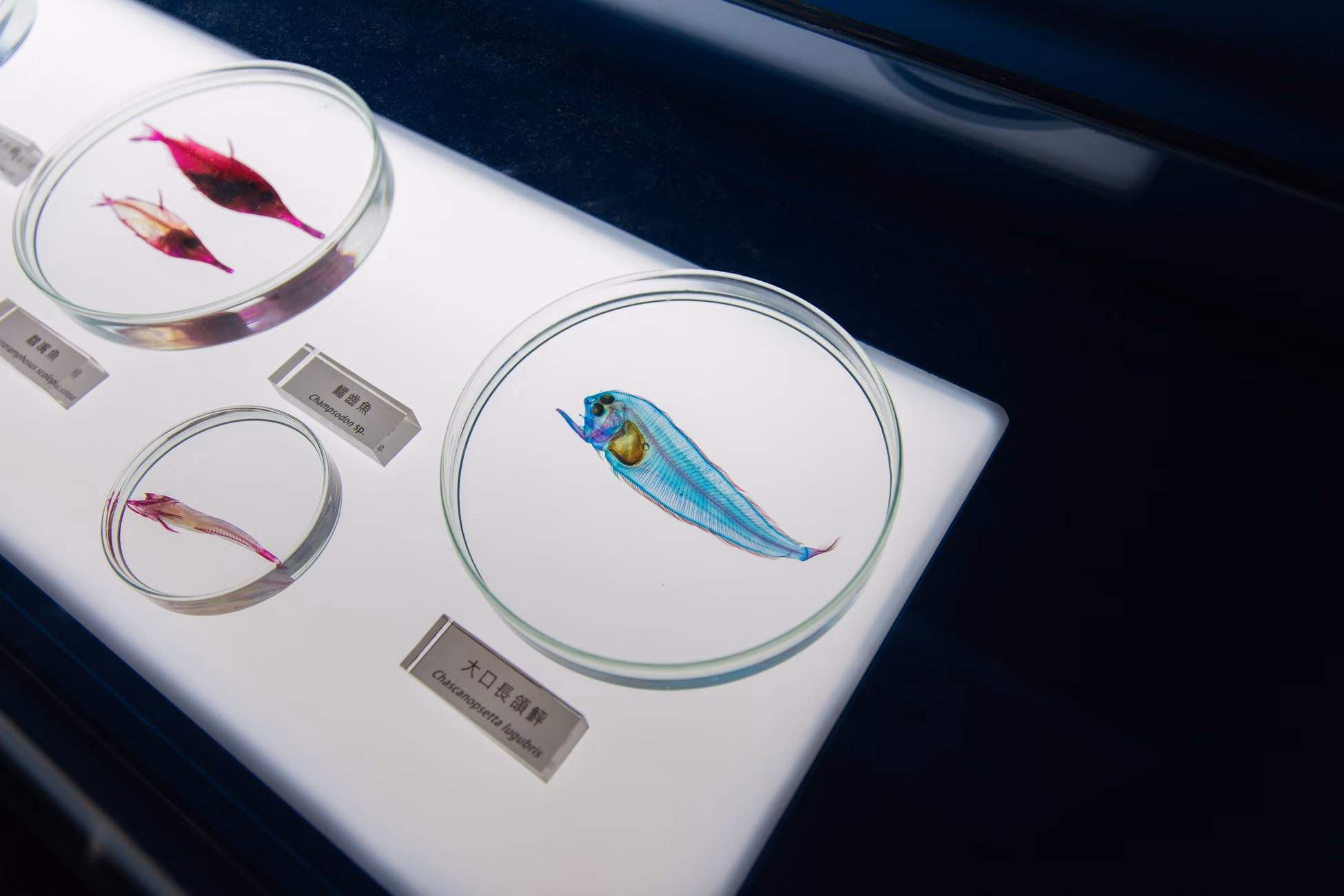 Close-up of fish specimens in lab petri dishes under controlled lighting.