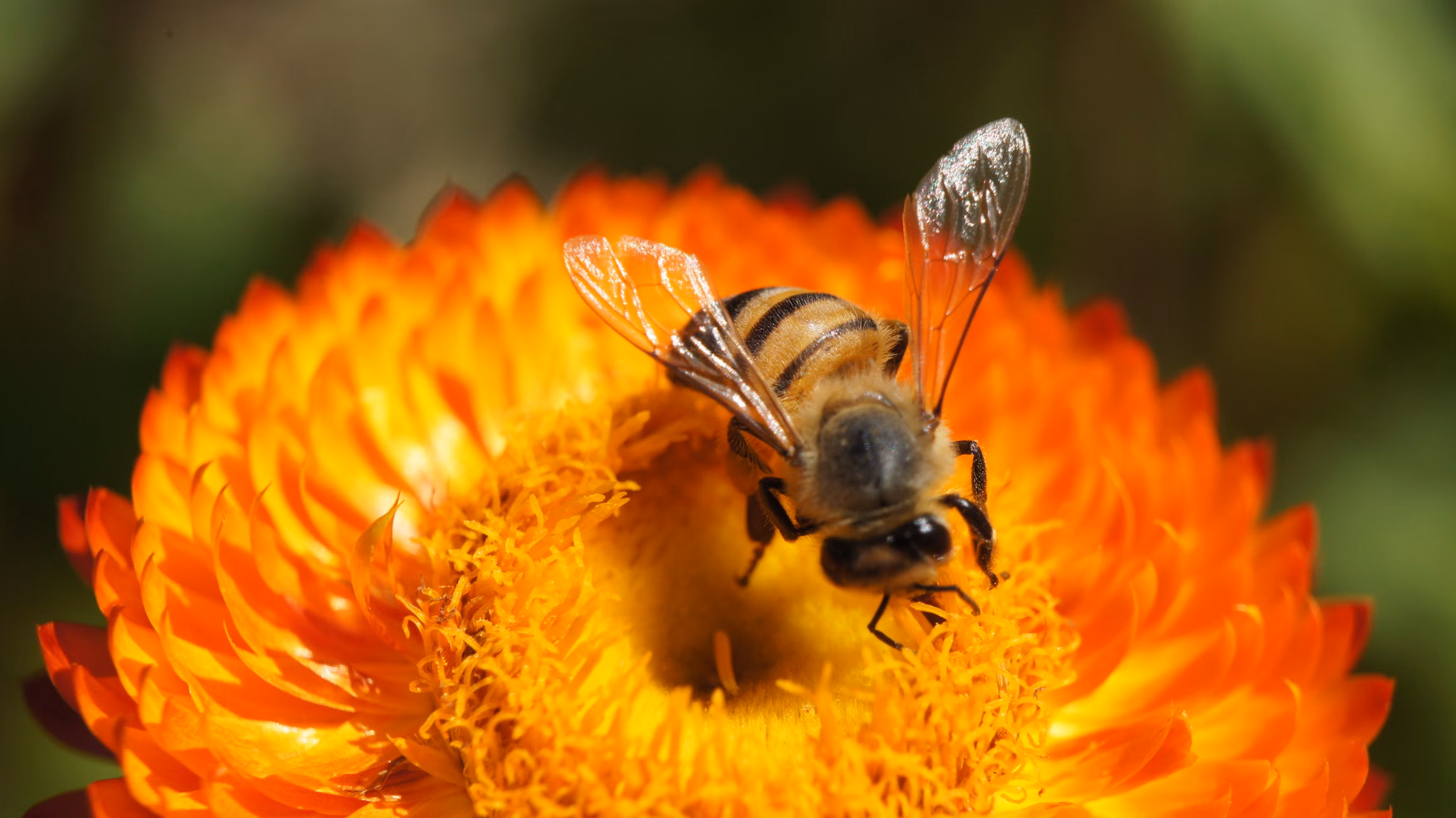 Macro shot of a honeybee collecting pollen from a bright orange flower.