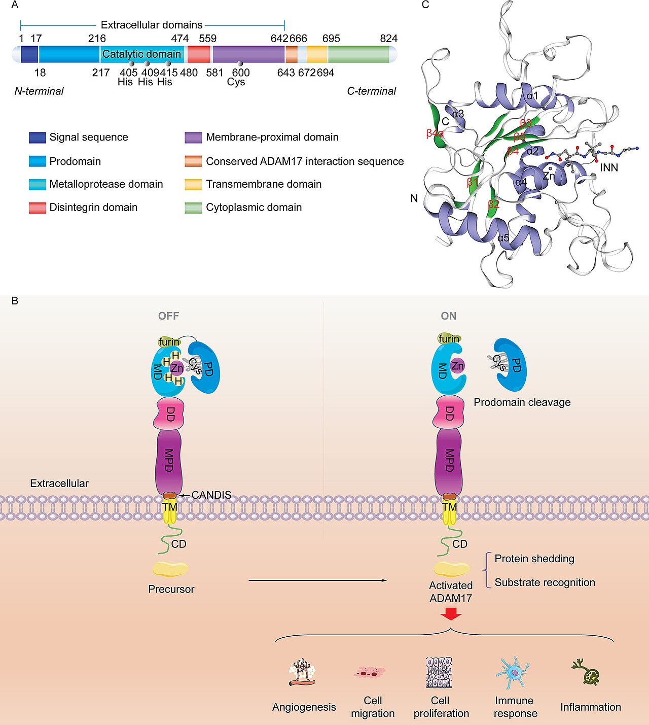 Molecular structure of the ADAM17 protein