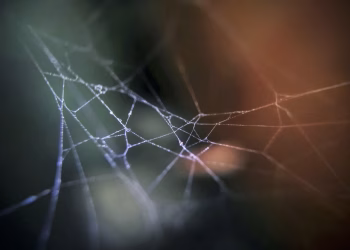 Delicate spider web with soft focus, creating a serene and mysterious mood.