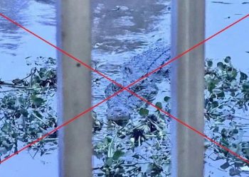 딸이 보낸 악어 사진 신고했다 ‘벌금 44만원’…알고보니 ‘AI 합성’