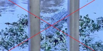 딸이 보낸 악어 사진 신고했다 ‘벌금 44만원’…알고보니 ‘AI 합성’