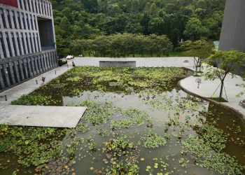 홍콩중문대학교 선전 캠퍼스 연못과 연구동