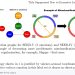 감정 관계 그래프로 EEG 인식 오류를 심리적으로 교정 — arXiv 2607.07773 논문 원문 연구 도식